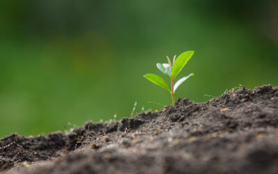 Amoniaco verde y el reto global de la ingeniería de fertilizantes