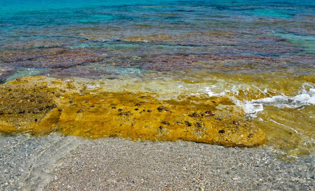 proyectos algas azcatec